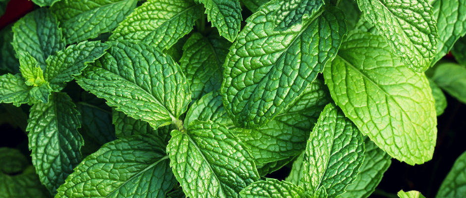 Menthe