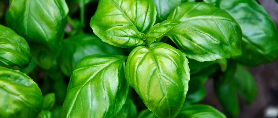 Basilic