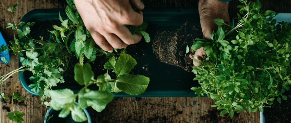 Plantes aromatiques