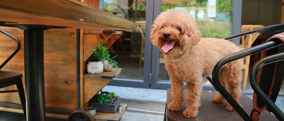 Chien au restaurant