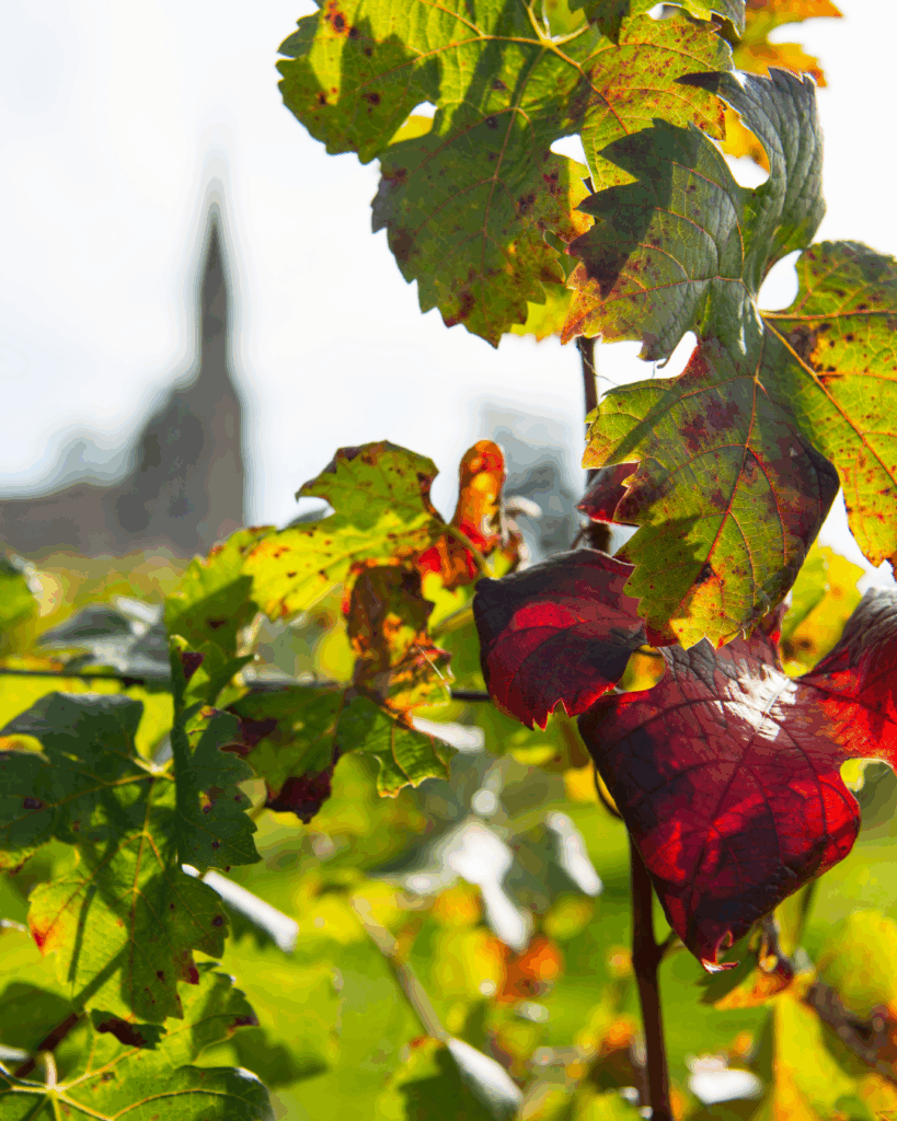 Que faire à Bordeaux ce week-end ? Découvrez les journées portes ouvertes de Pomerol