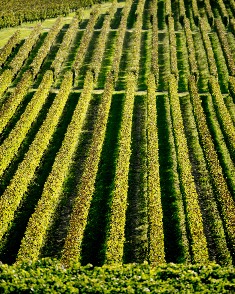 Que faire à Bordeaux ce week-end ? Découvrez les journées portes ouvertes de Pomerol
